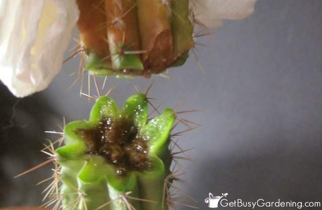 Rot inside of the cactus stem