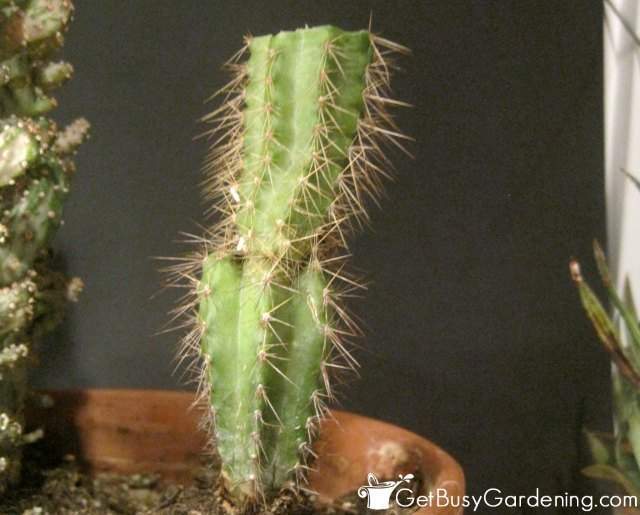 My cactus after cutting off all of the rot