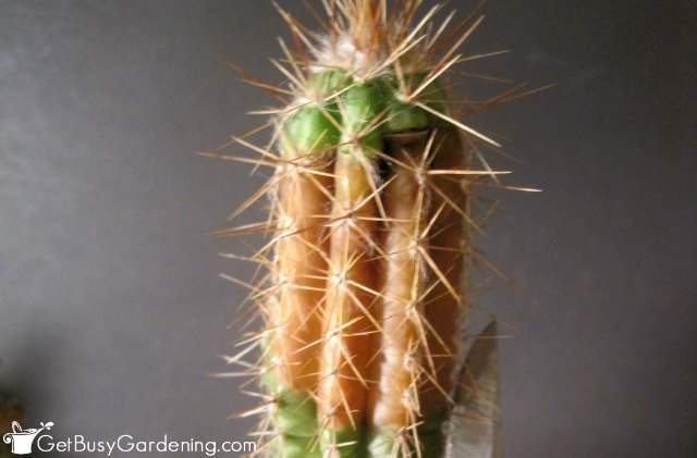 Cactus turning brown on top from tip rot