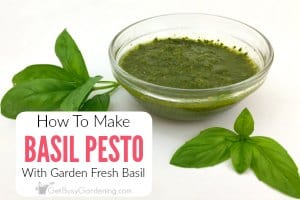 How To Make Basil Pesto Using Garden Fresh Basil
