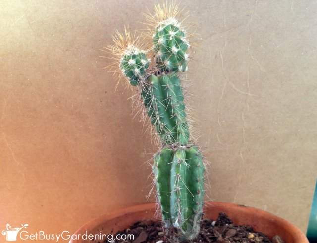 New growth on my cactus after saving it from tip rot