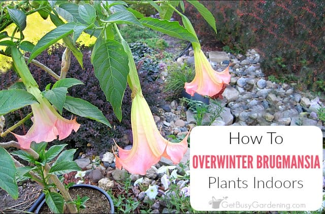 How To Overwinter Brugmansia (Angel's Trumpet) Plants Indoors