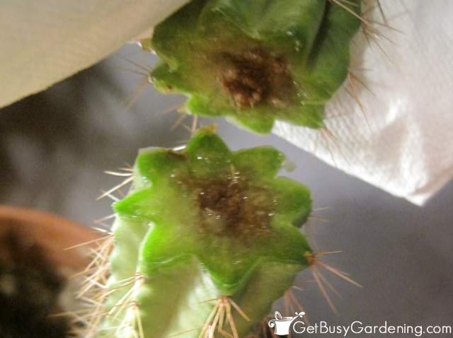 Removing cactus stem rot in layers