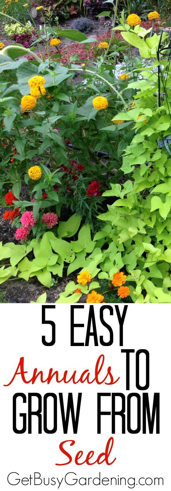 5 Easy Annuals To Grow From Seed