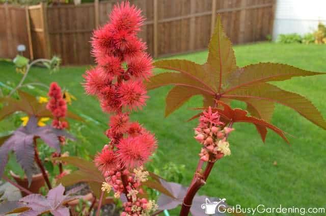 Red castor bean seed pods
