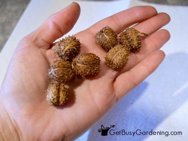 Collecting castor bean seed pods from my garden