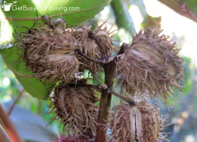 Castor bean seed pods ready to harvest