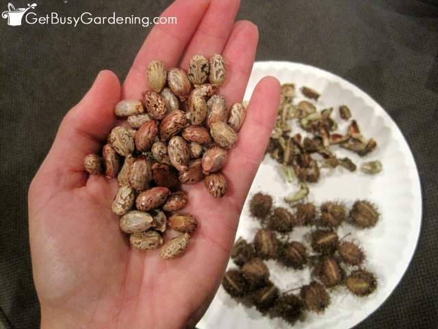 Harvesting castor bean seeds