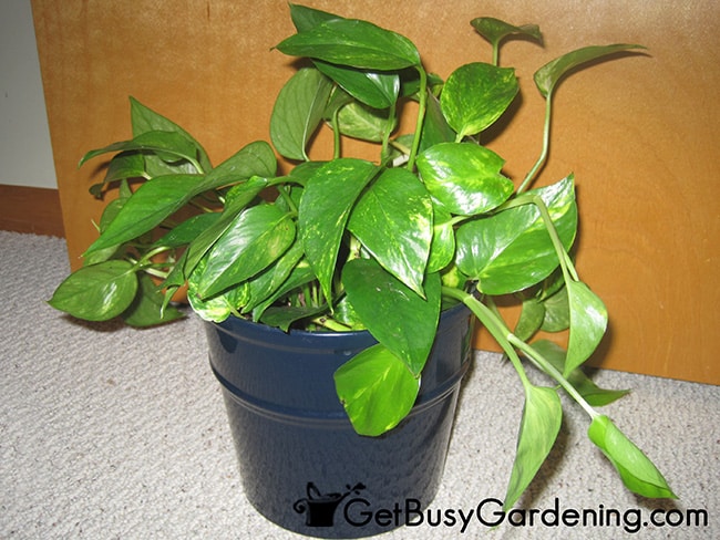 Hide Ugly Nursery Pot