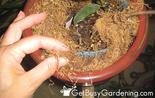 Hide Ugly Pot With Decorative Moss