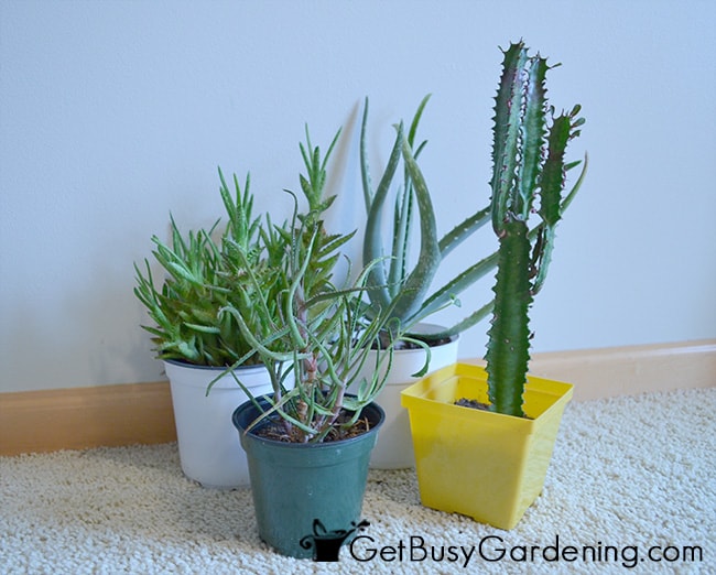 Plants In Ugly Nursery Pots