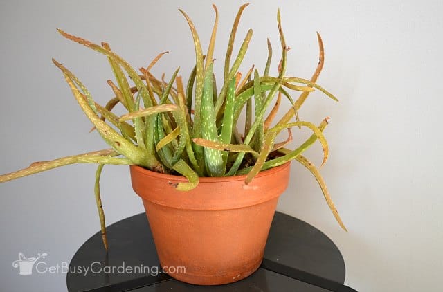 Aloe vera-poikaset, jotka on ruukattu