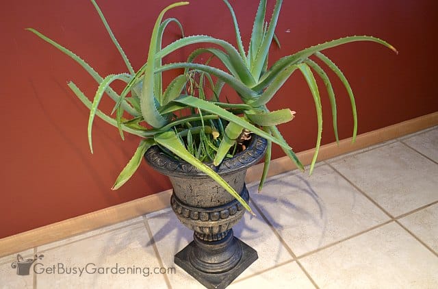 Large potted aloe vera plant growing indoors