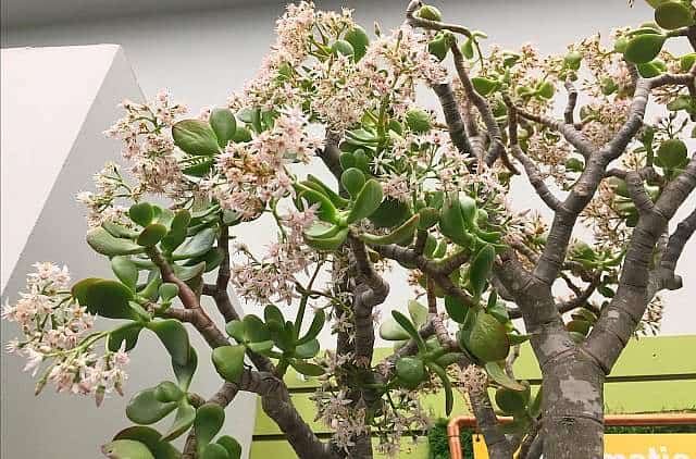 Jade plant flowering indoors