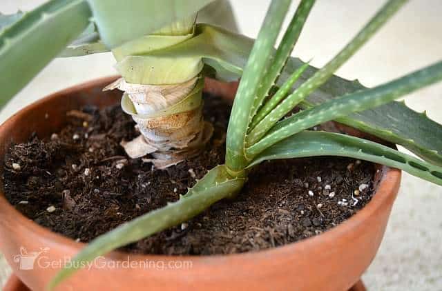 Aloe Vera Plant Care The Ultimate Guide For How To Grow Aloe Vera