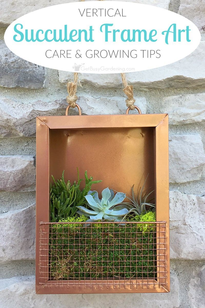 Succulent Frame Care And Tips For Growing Succulent Art