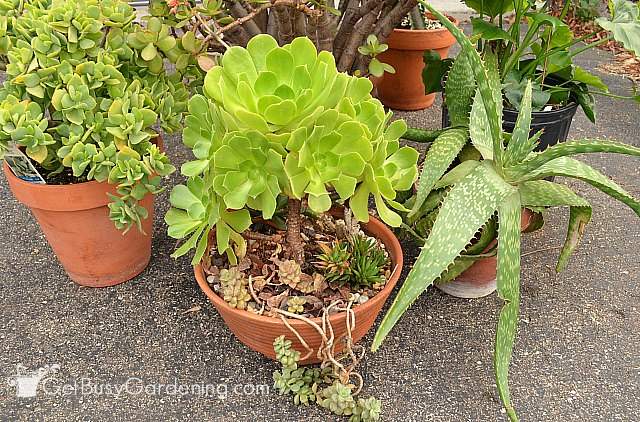Potted succulent plants spending the summer outdoors