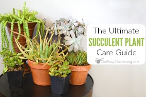 Tips On Growing Beautiful Succulent (Complete Care Guide)