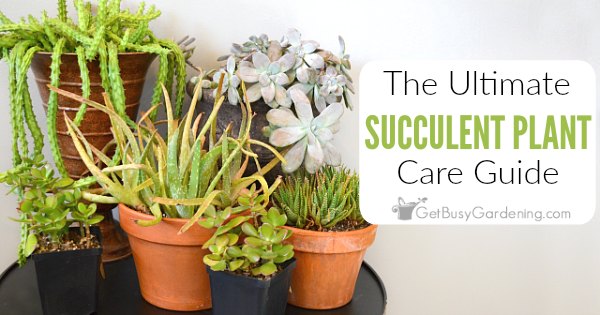 How To Care For Succulents (Ultimate Growing Guide)