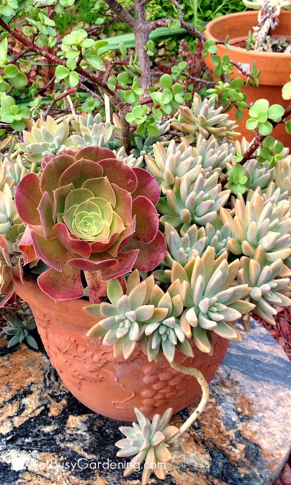 Beautiful combination of succulents in a terracotta pot