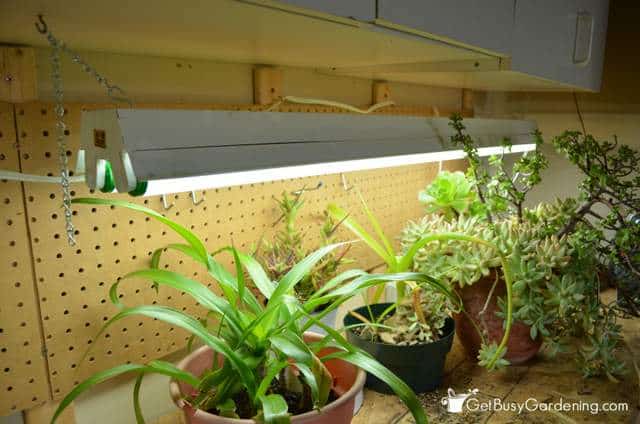 Indoor plants under fluorescent lights for the winter