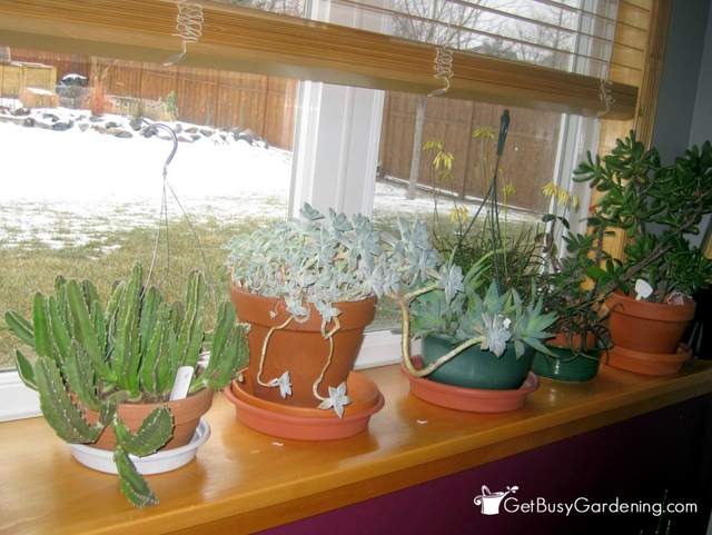 Several houseplants on a window ledge in the winter