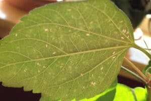 How To Get Rid Of Whiteflies On Indoor Plants, For Good!