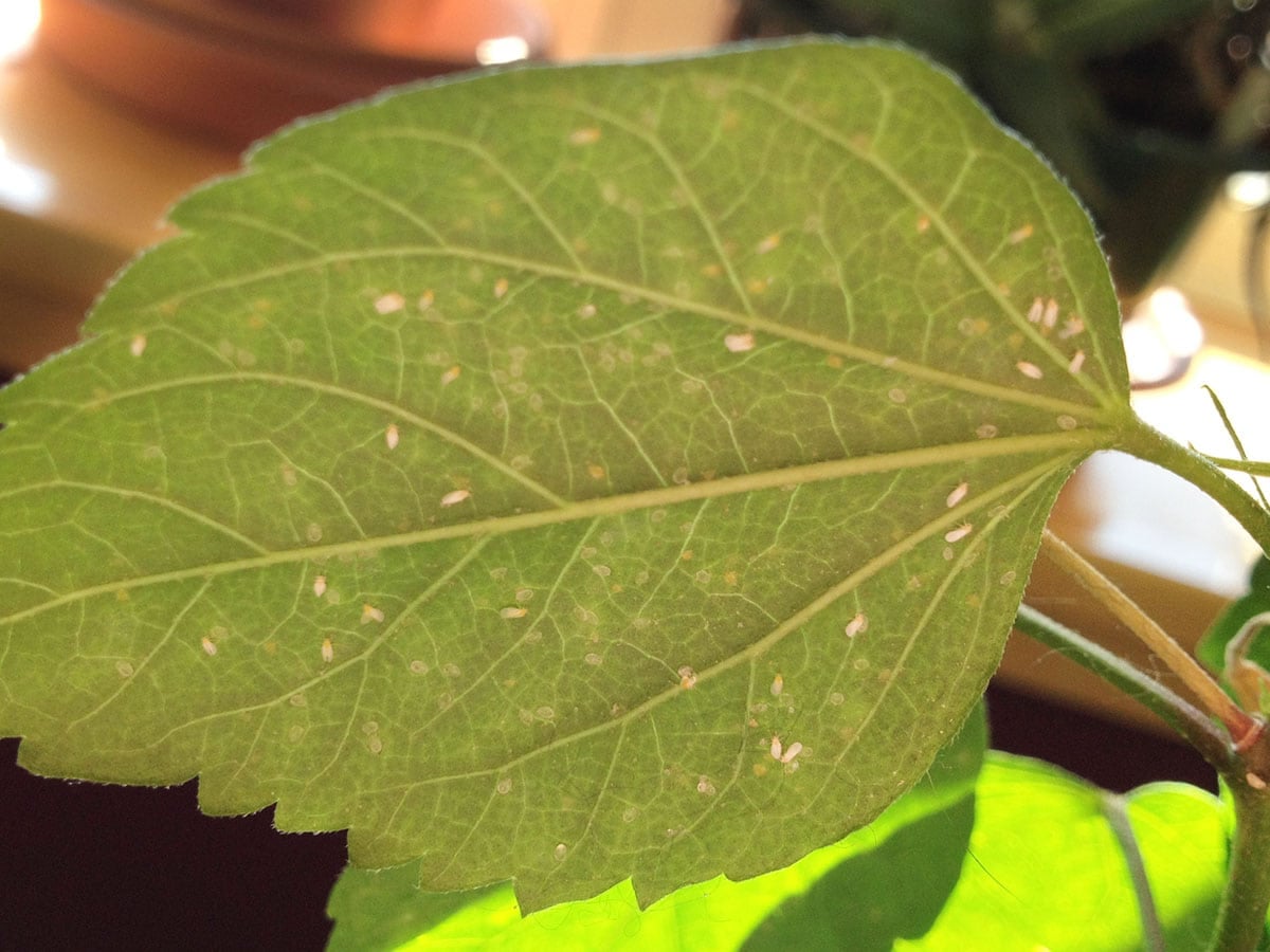 How To Get Rid Of Whiteflies On Indoor Plants, For Good! - Get Busy  Gardening