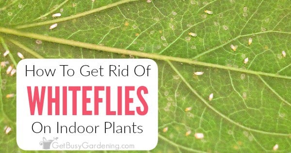 whiteflies getbusygardening insecticide