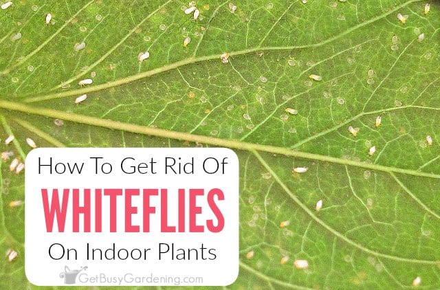 How To Get Rid Of Whiteflies On Indoor Plants