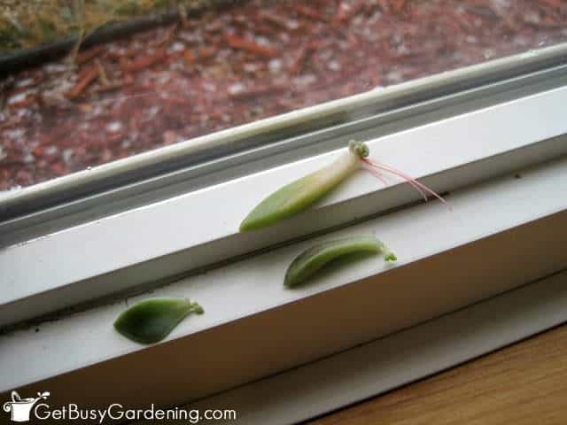 Propagated Succulent Leaf Cuttings