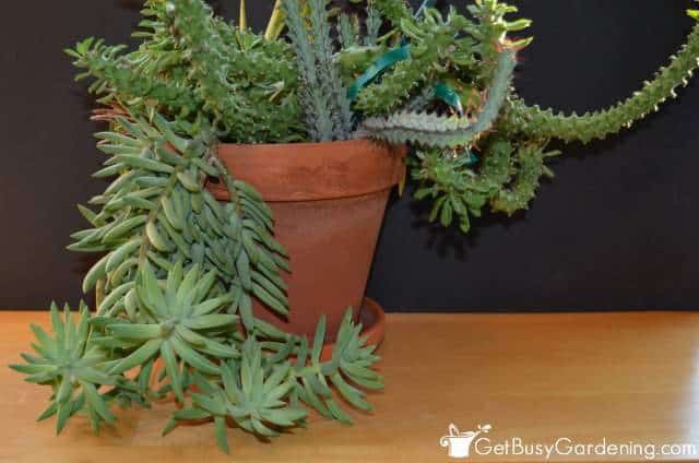 Propagating Succulents In The Winter