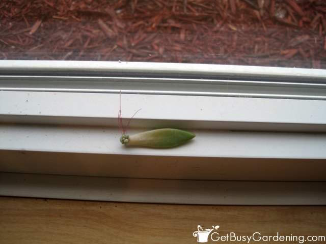Rooted Succulent Leaf Cutting