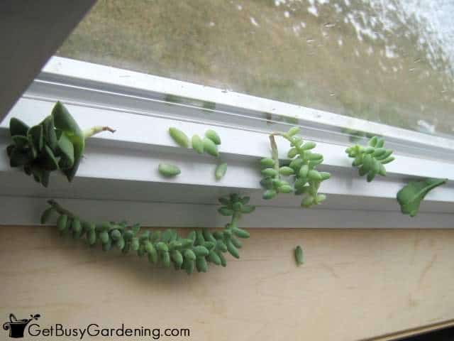 Rooting Succulents On Window Frame