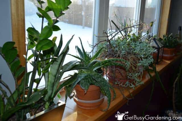 Succulents On Window Ledge