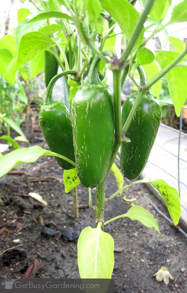 how many jalapenos per plant