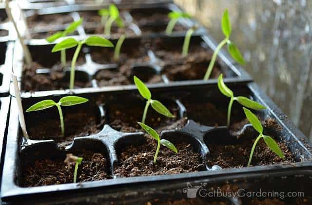 pepper seedlings germinating - نشاء فلفل چگونه کاشته می شود. ؟