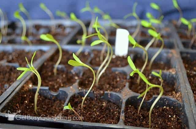 How to Grow Peppers from Seed: A Step-By-Step Guide