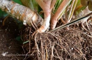 How To Propagate Aloe Vera In 4 Easy Steps - Get Busy Gardening