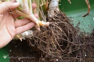 How To Propagate Aloe Vera In 4 Easy Steps - Get Busy Gardening