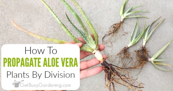 How To Propagate Aloe Vera In 4 Easy Steps - Get Busy Gardening