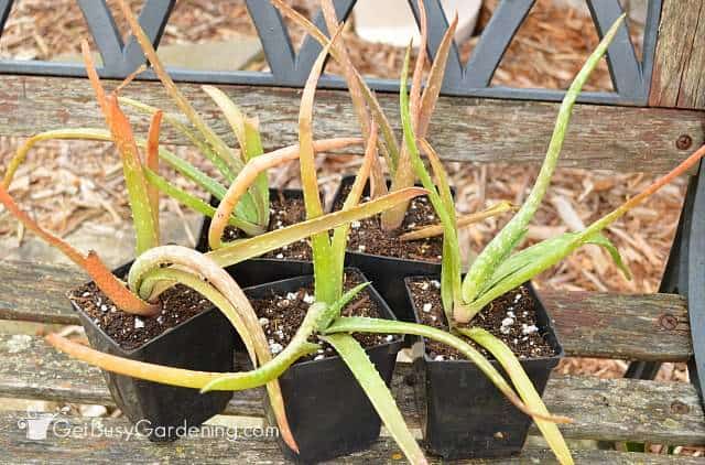 Newly propagated aloe vera plants all potted up