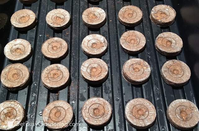 Flat peat pellet discs in a seed tray