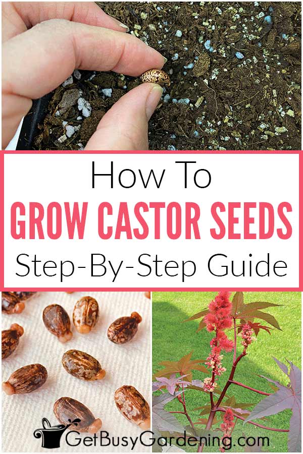 How To Grow Castor Seeds: Step-By-Step Guide