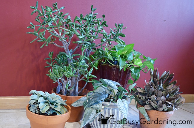 Spring Houseplant Care Checklist - Get Busy Gardening