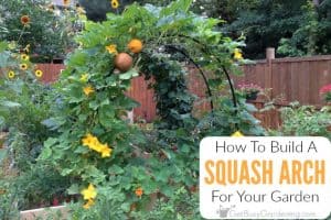 How To Build A Squash Arch For Your Garden