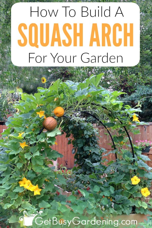 How To Build A Squash Arch For Your Garden Get Busy Gardening
