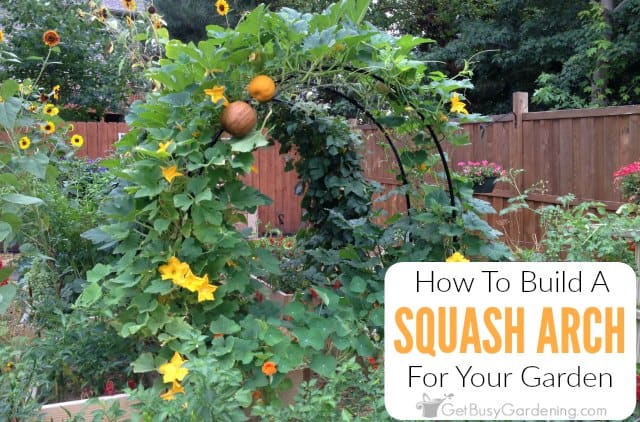 how to build a squash arch