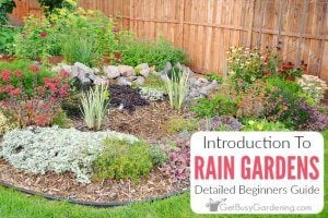 Rain Gardens: A Detailed Guide For Beginners