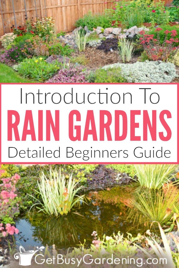 Rain Garden Basics, Rain Gardens